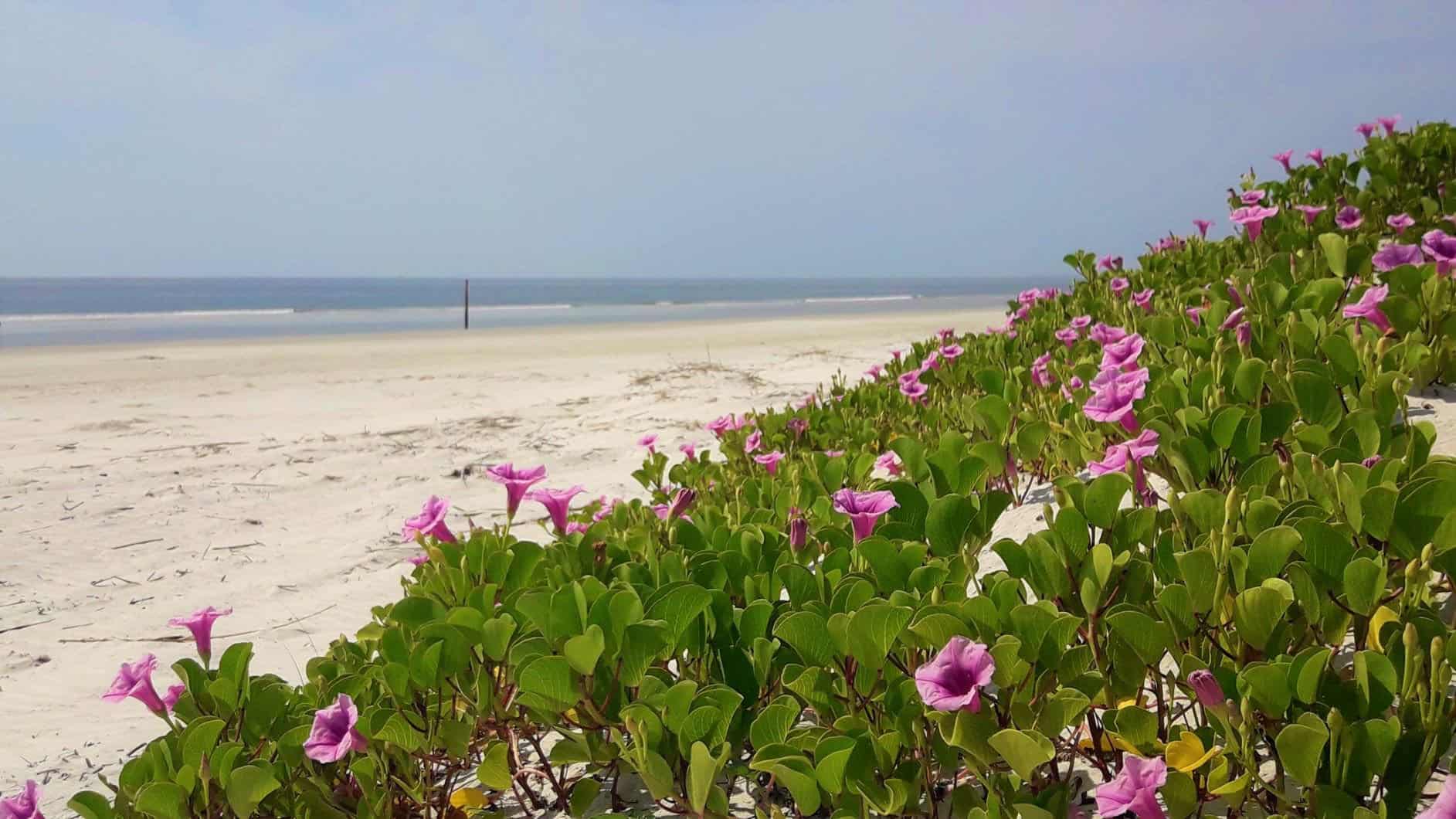 sapelo island private tours