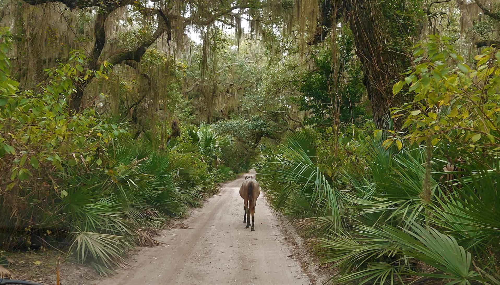 Cumberland Island Private Tours Molly's Old South Tours