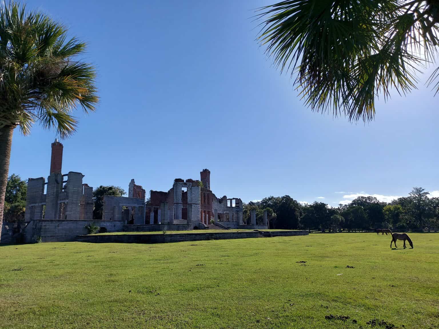 how-to-see-wild-horses-on-cumberland-island