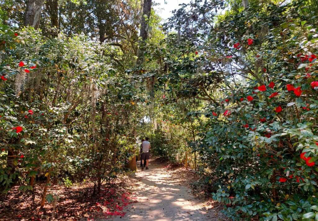 Camellias at Middleton Place, Charleston, South Carolina