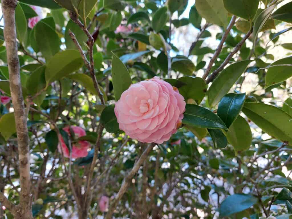 Camellia at Oak Grove Cemetery, St. Marys, Georgia