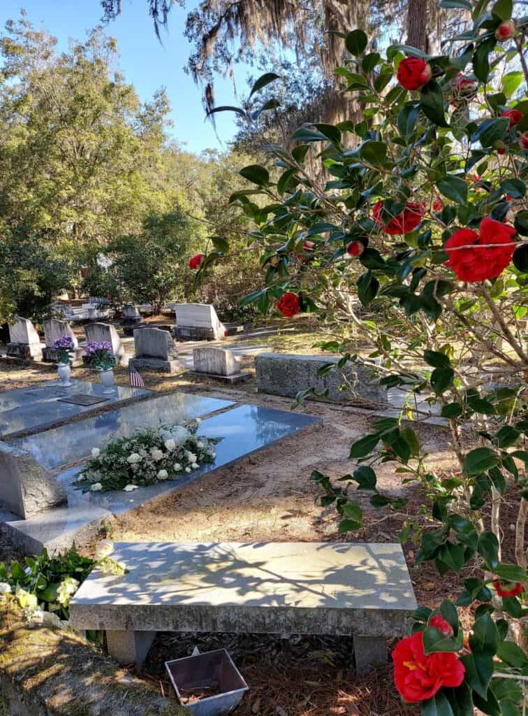 Camellias at Oak Grove Cemetery, St. Marys, Georgia