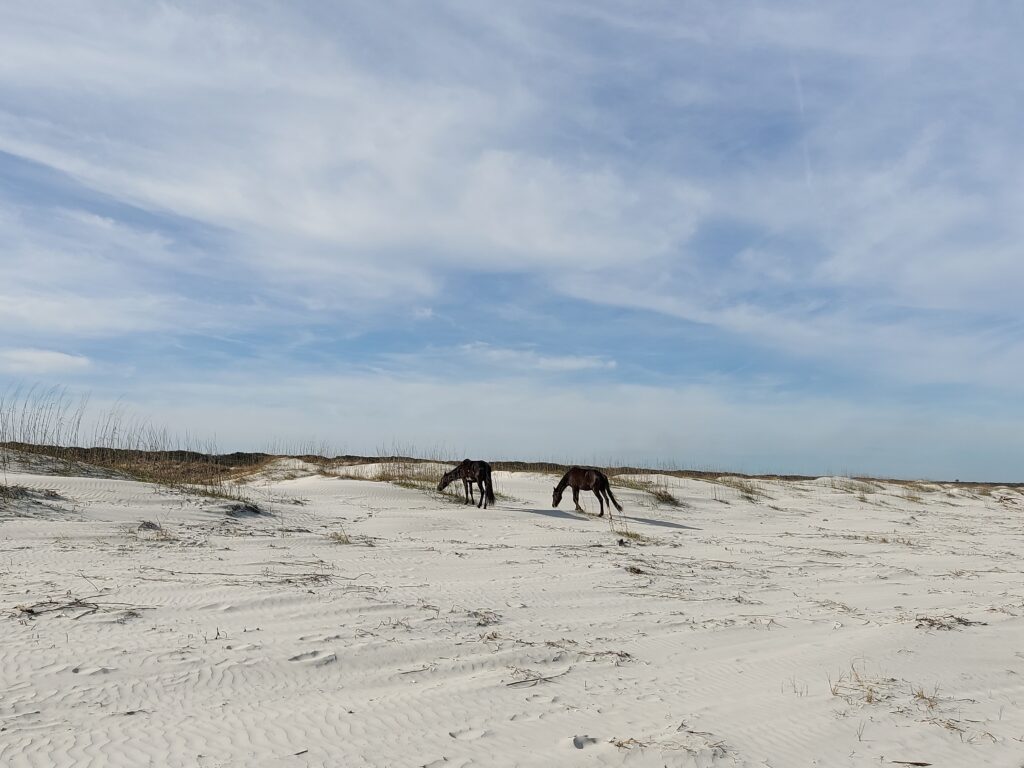 Wild horses on Cumberland Island's beach