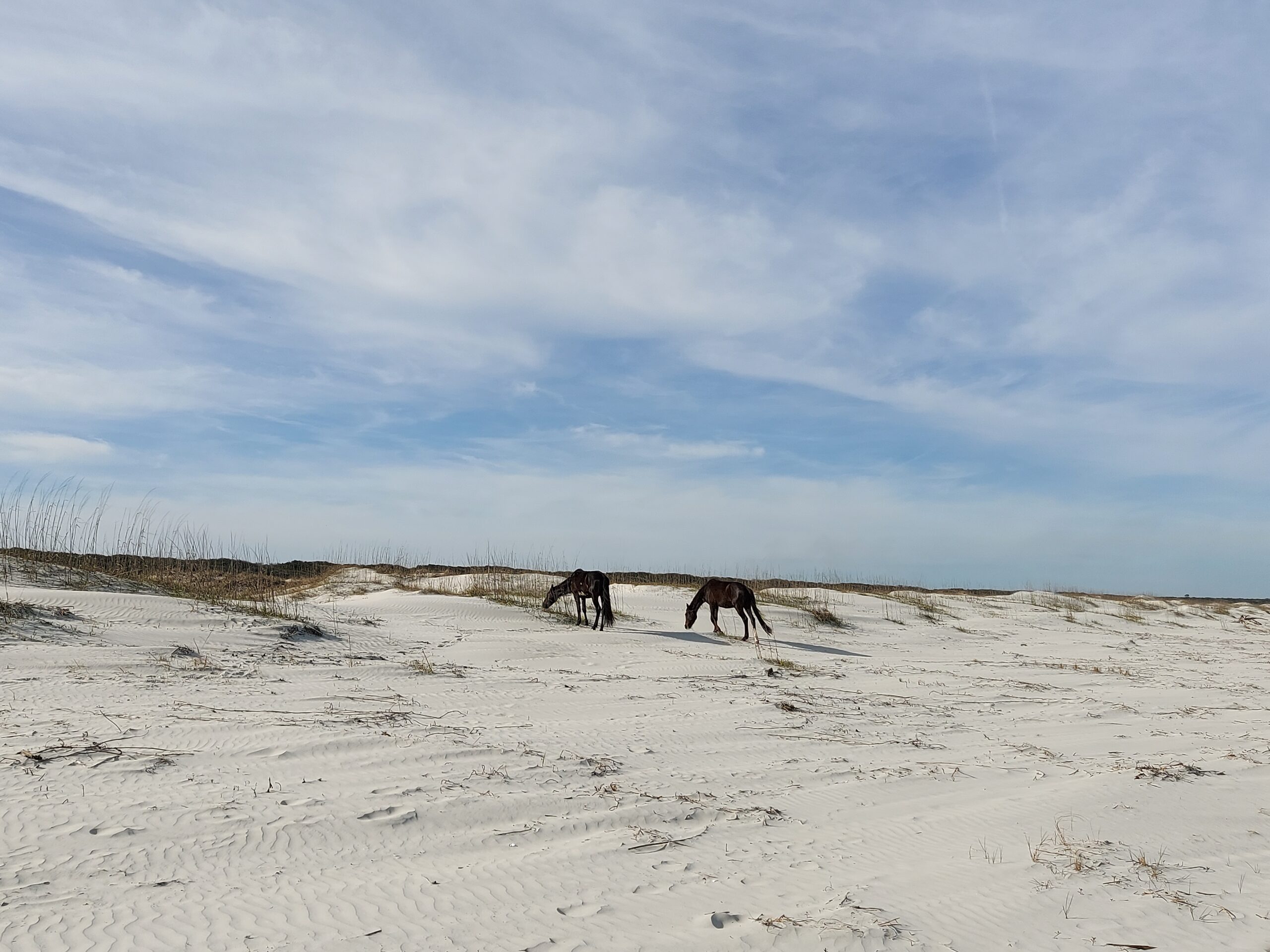 Cumberland Island's white-sand beach with wild horses