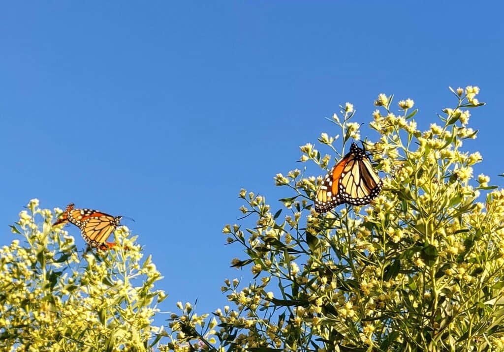 Monarch butterflies on saltbushes, St. Marks National Wildlife Refuge. Note the paler orange color on the outside of their wings.