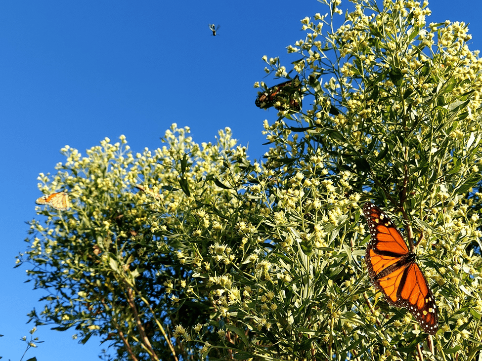 Monarch butterflies on saltbushes during their fall migration, St. Marks National Wildlife Refuge, Crawfordville, Florida