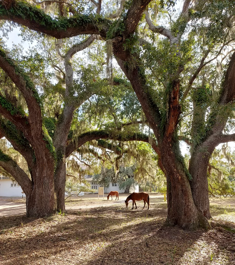 Horses among Cumberland Island's live oak trees