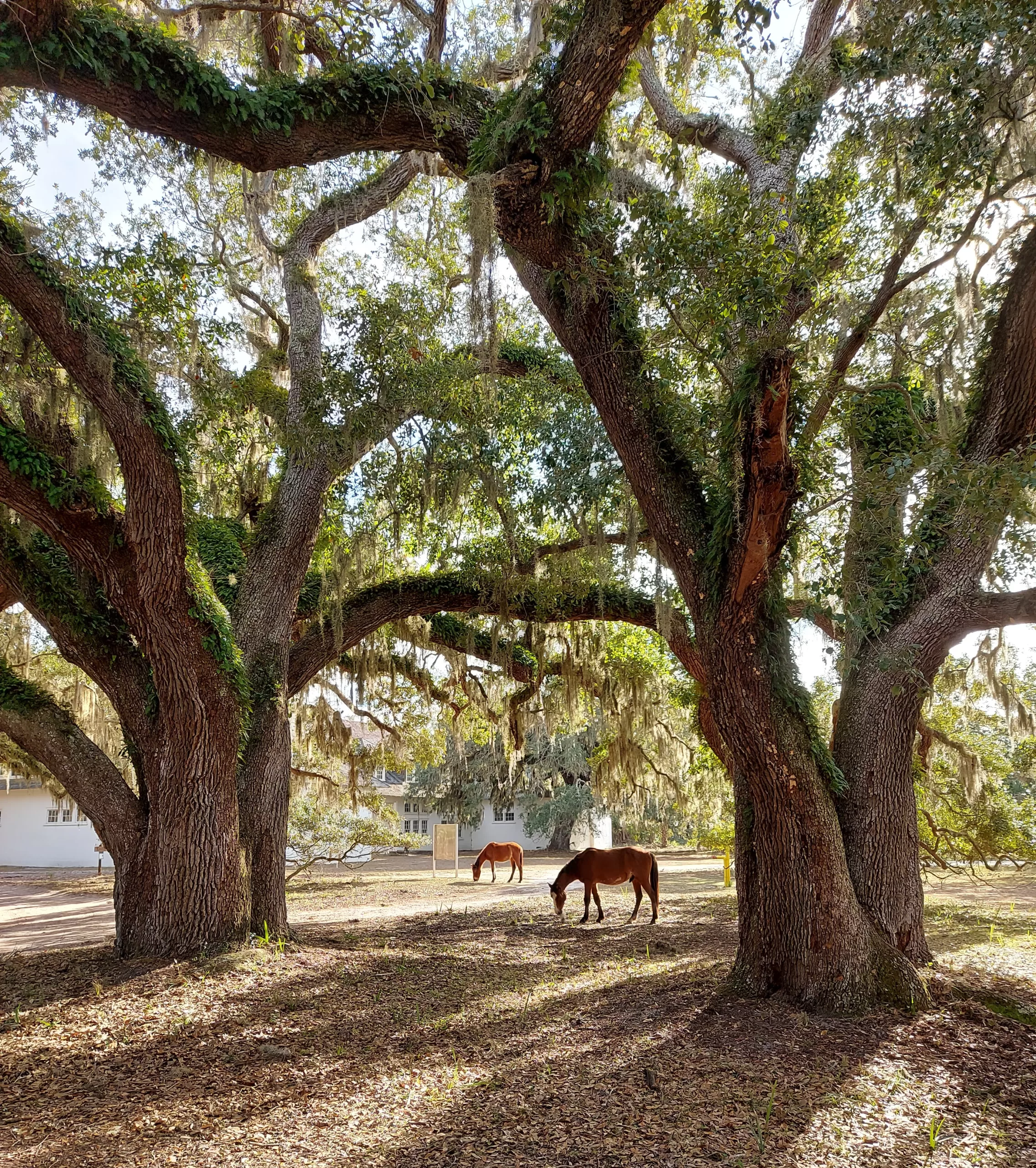 Live oaks and wild horses, Dungeness Historic District, Cumberland Island, Georgia