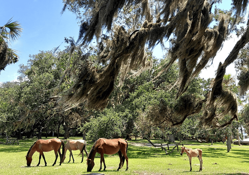 Cumberland Island harem with a newborn foal viewed on a Molly's Old South tour
