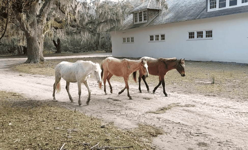 White stallion protecting his mares as they move on Cumberland Island viewed on a Molly's Old South tour