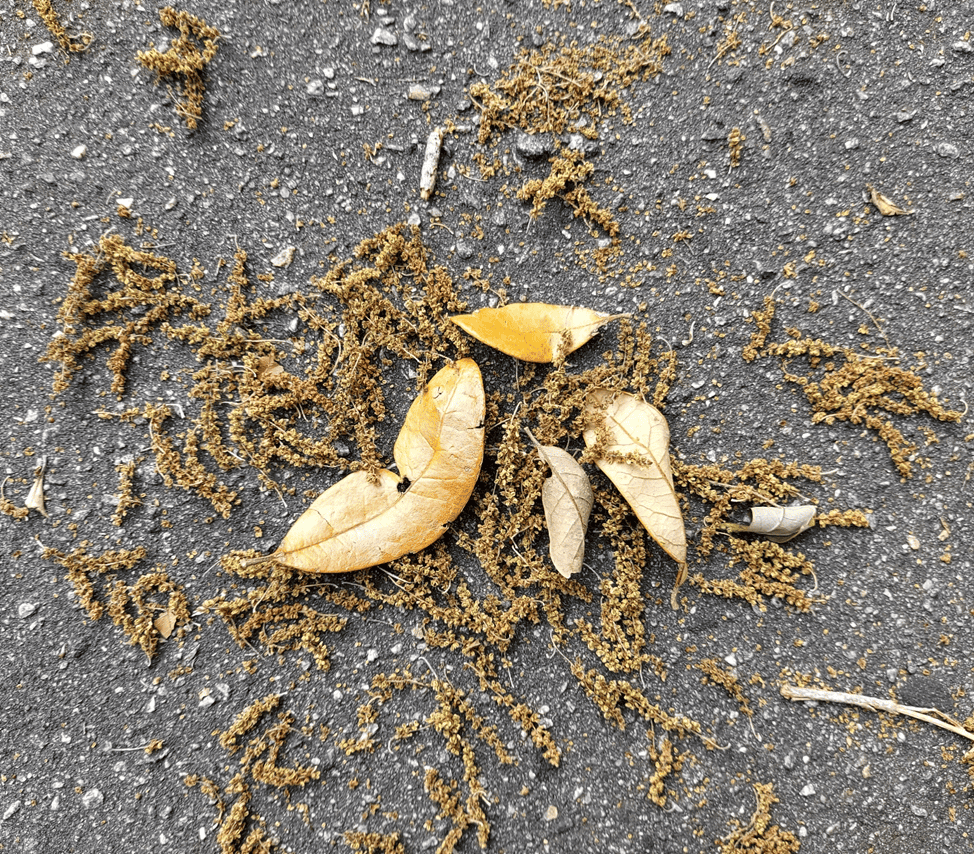Fallen catkin blooms in St. Marys, Georgia