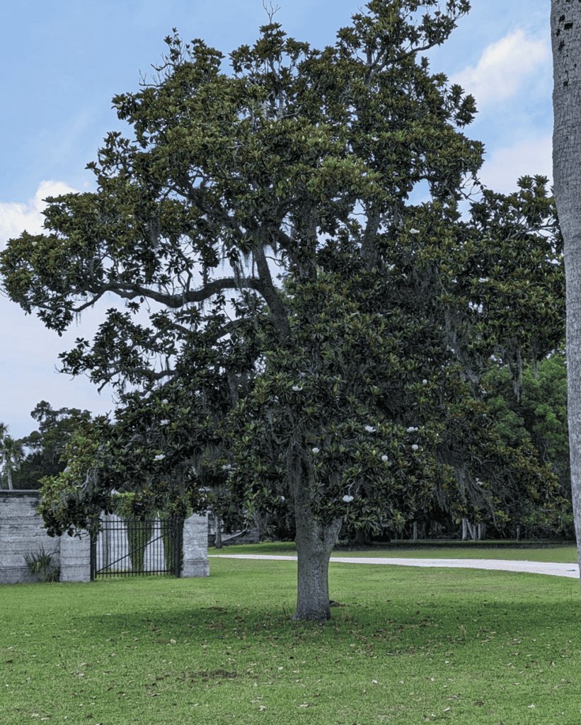 Magnolia tree at Dungeness Ruins, Cumberland Island, Georgia