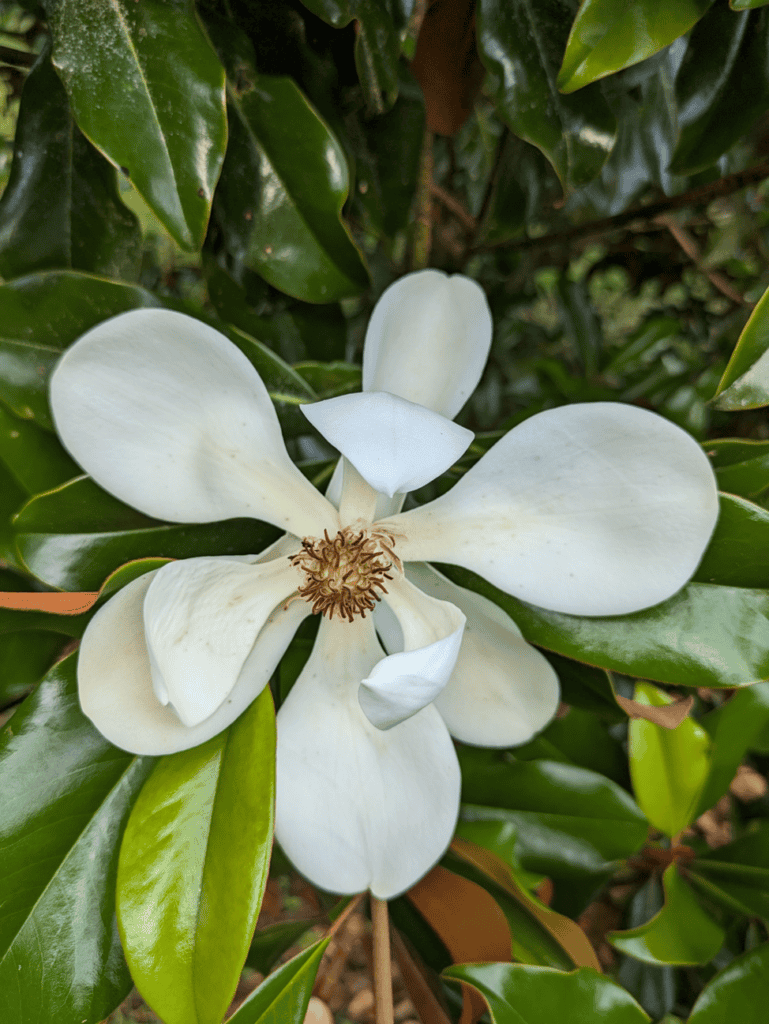 Magnolia bloom in St. Marys, Georgia