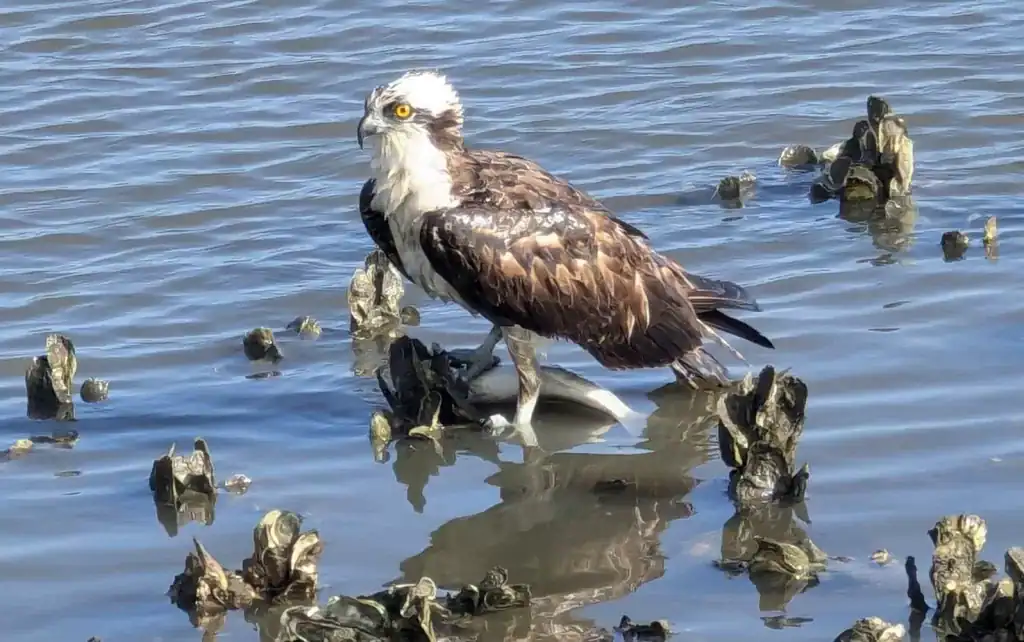Osprey with a catch off of Cumberland Island