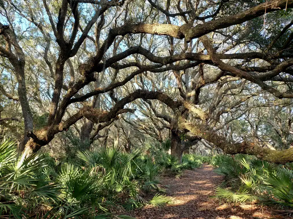 Saw palmettos at Cumberland Island’s maritime forest
